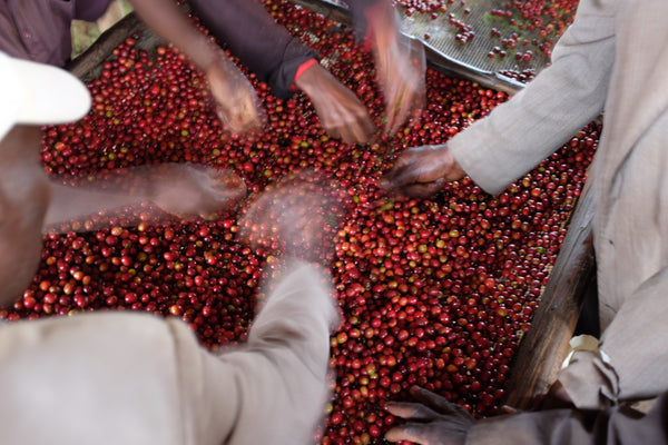 Natural Burundi Busambo #12