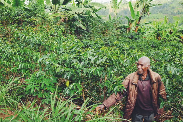 Natural Burundi Busambo #12