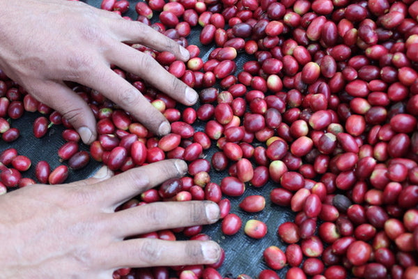 Honduras Yerin Sagastume