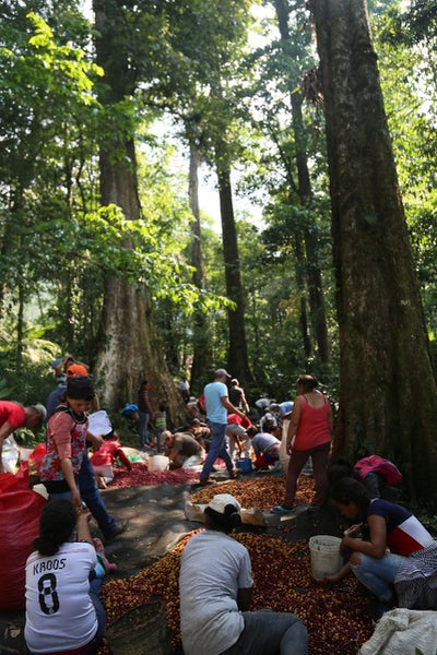 Honduras Yerin Sagastume